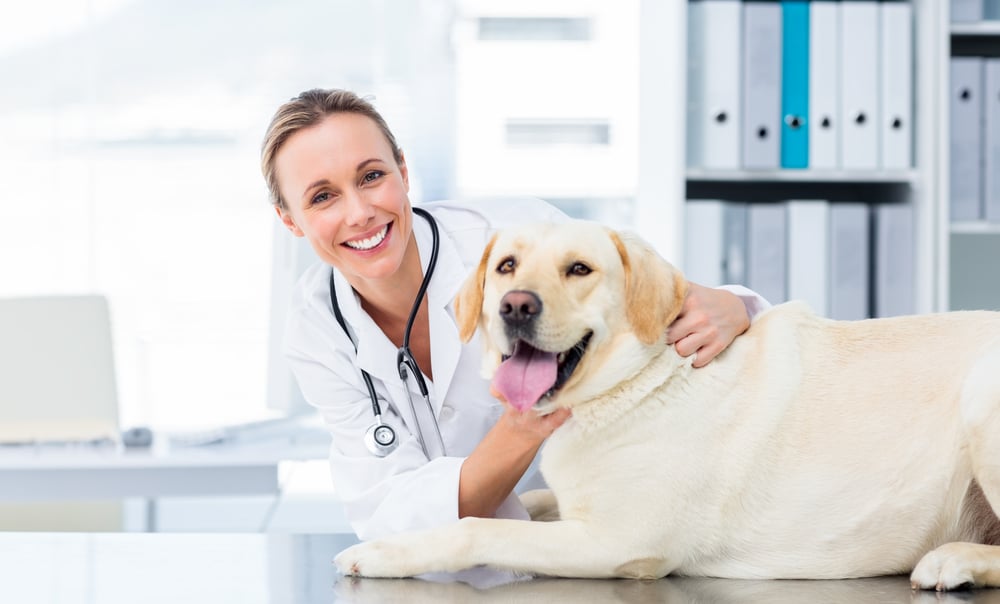 Portrait of confident female veterinarian examining dog in hospital Portrait of confident female veterinarian examining dog in hospital